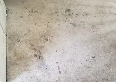 Carpet Cleaning Service1